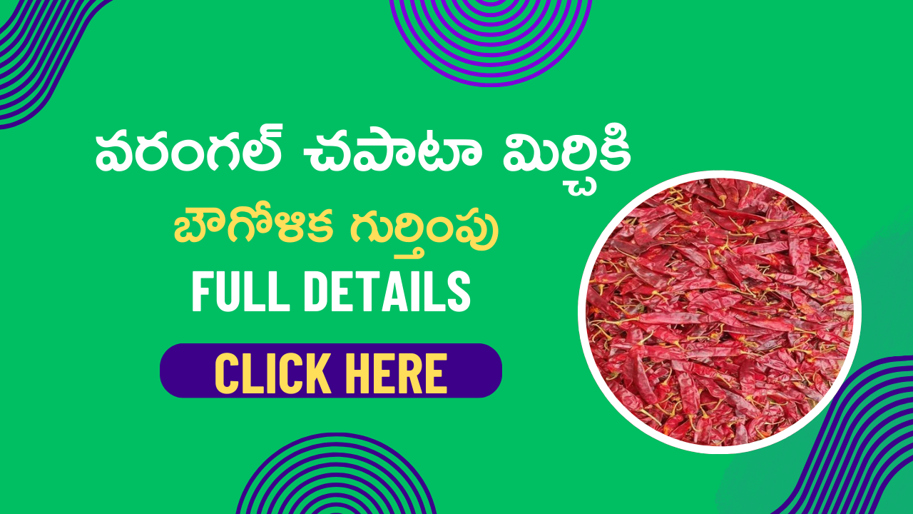 వరంగల్ చపాటా మిర్చి కి భౌగోళిక గుర్తింపు